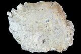 Partial Fossil Phytosaur Scute - Arizona #89959-1